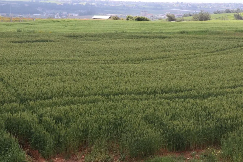 Çukurova'da çiftçiler artan yağışların etkisiyle buğdaydan yüksek verim bekliyor