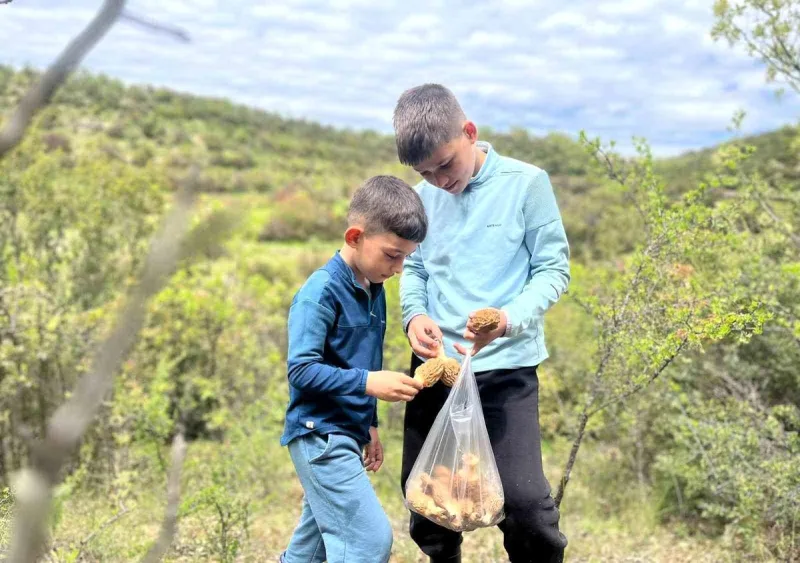 Demirci dağlarında 2 bin liralık kuzu göbeği mesaisi