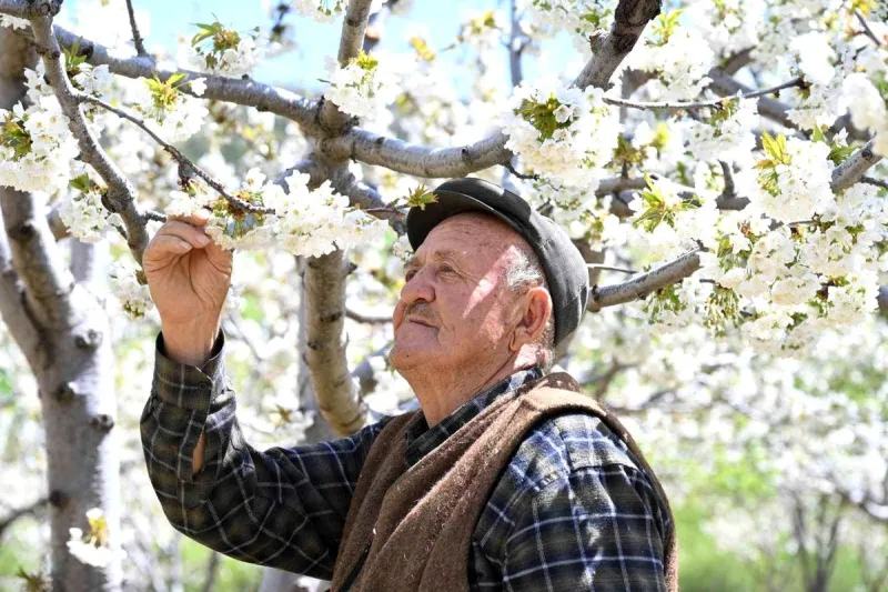 Demirci'de 800 bin kiraz ağacı çiçek açtı