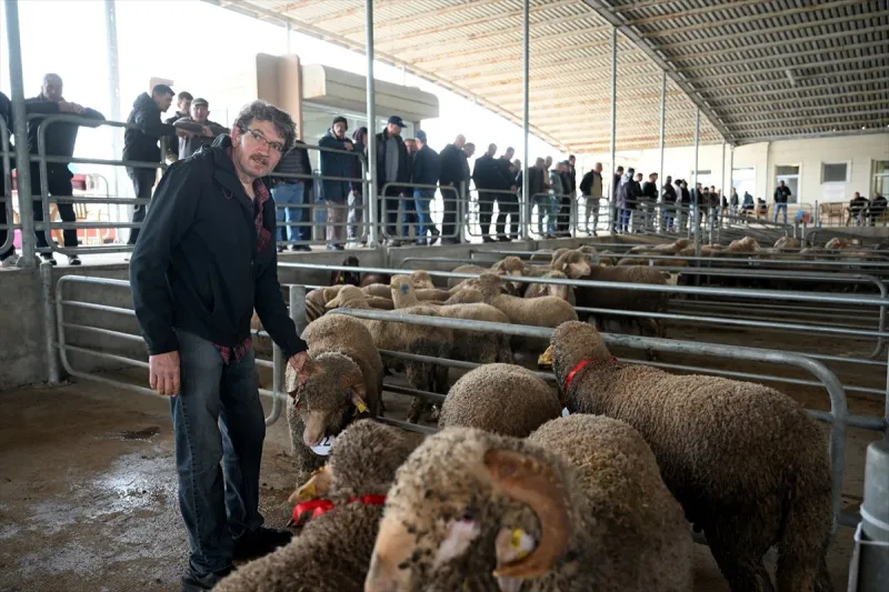 Edirne'de 2. Koç ve Teke Mezatı düzenlendi