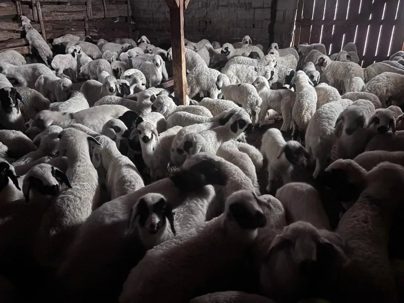 Erzincan Ovalarında Bahar Sevinci: Kuzuların Anneleriyle Buluşma Ritüeli Görsel Şölene Dönüştü