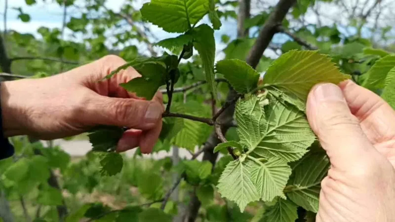 Giresun'da fındıkta don riski yok, üreticiyi kokarca korkutuyor