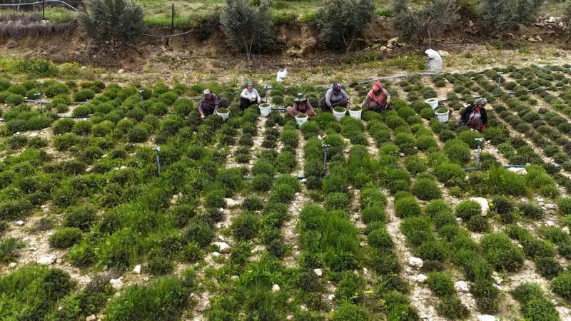 Hatay'da zahter hasadı başladı: Kilosu 300-400 TL