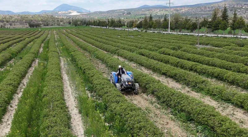 Isparta'da 'Pembe Elmas' Sezonu Başlıyor: Gül Rekoltesinde Büyük Artış Beklentisi