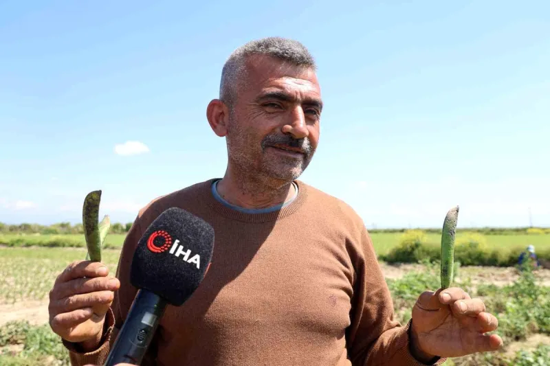 Kozan bezelyesi görünümüyle Karadeniz hamsisine benzetildi