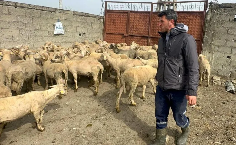 Kurbanlık Satışıyla Hayallerini Gerçekleştiriyor: Geçen Yıl Düğün Masrafları Bu Yıl Bebek Hazırlığı