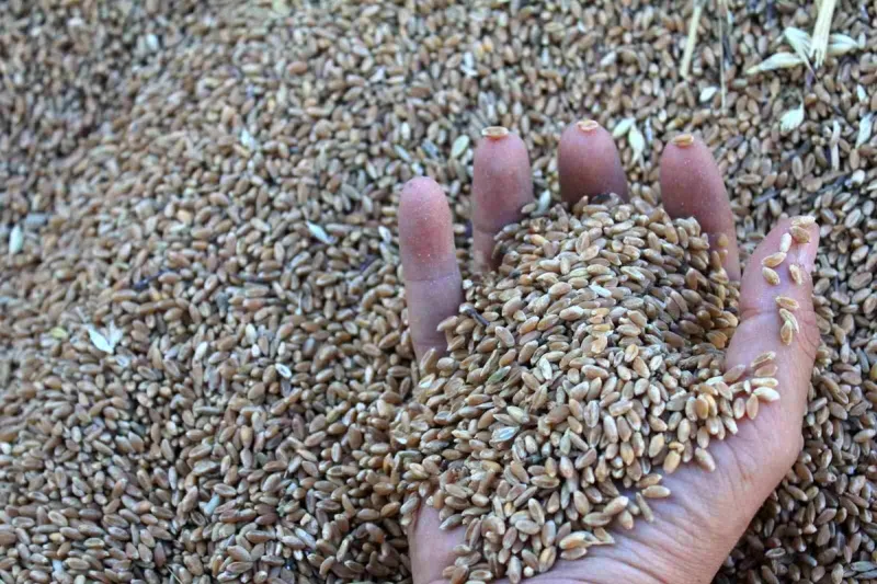 Küresel Tarımda Tarihi Eşik: 2025-2026 Sezonunda Rekor Hububat Üretimi Bekleniyor