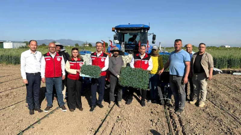 Manisa'da 131 bin dekarlık alanda domates mesaisi