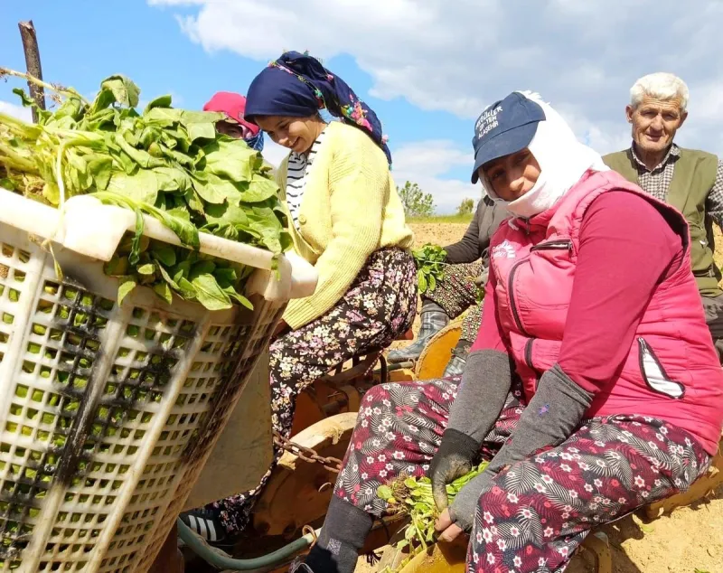 Manisa'da Tütün Dikimi Sezonu Başladı