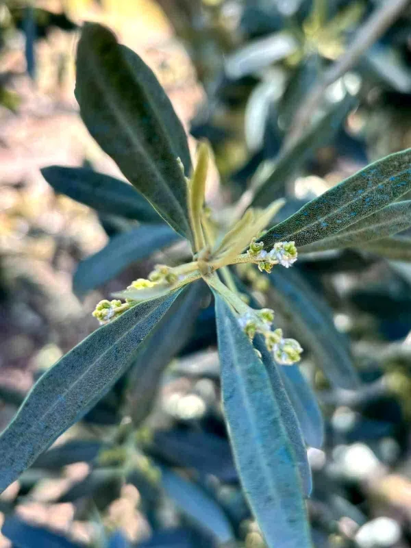 Manisa'da Zeytin Üreticilerini Bekleyen Büyük Tehlike: Zeytin Pamuklu Biti
