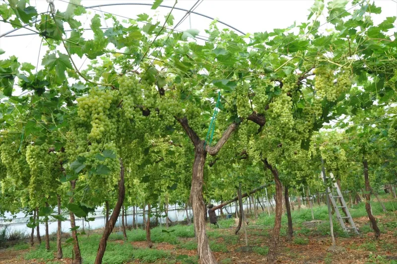 Mersin'de örtü altında üzüm hasadı başladı
