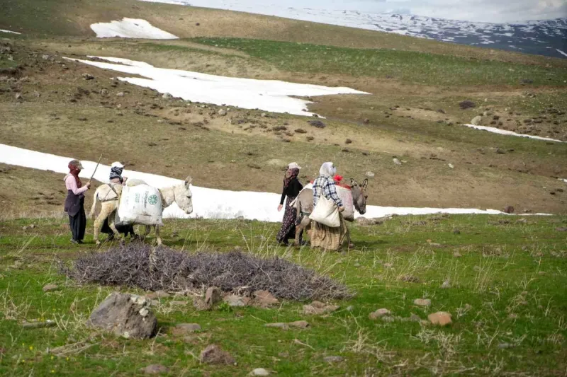 Muş'ta çiriş otu köylülerin geçim kaynağı oldu