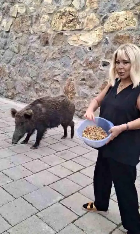 Safiye Soyman kapısına gelen domuzu elleriyle besledi
