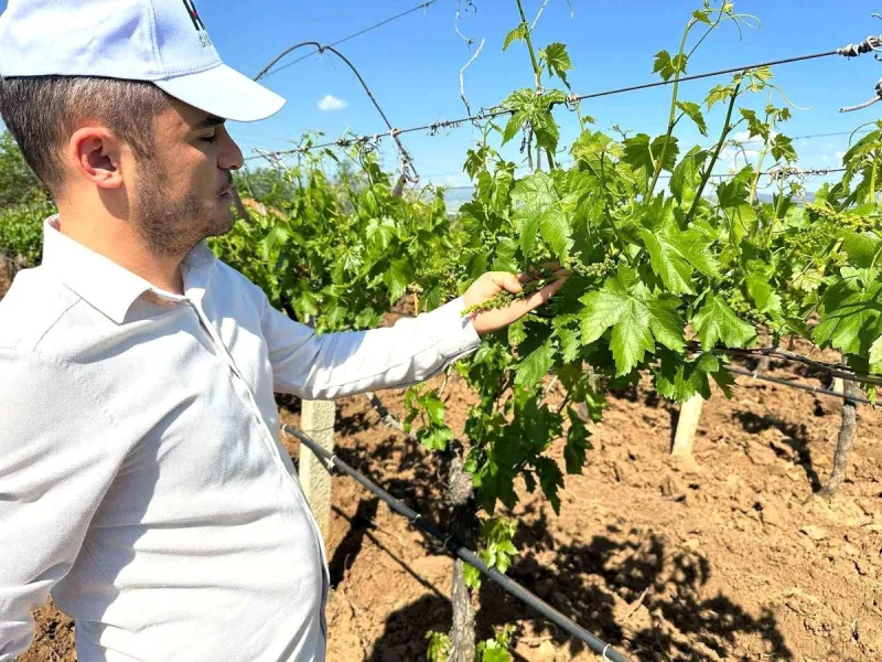 Sarıgöl bağlarında 3K hamlesi