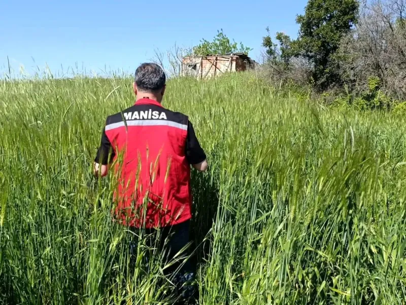 Sarıgöl'de huhubatta verim için ekipler sahada