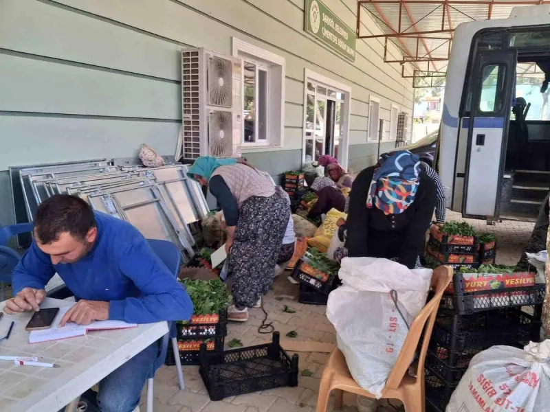 Sarıgöl'de taze bağ yaprağı mesaisi başladı