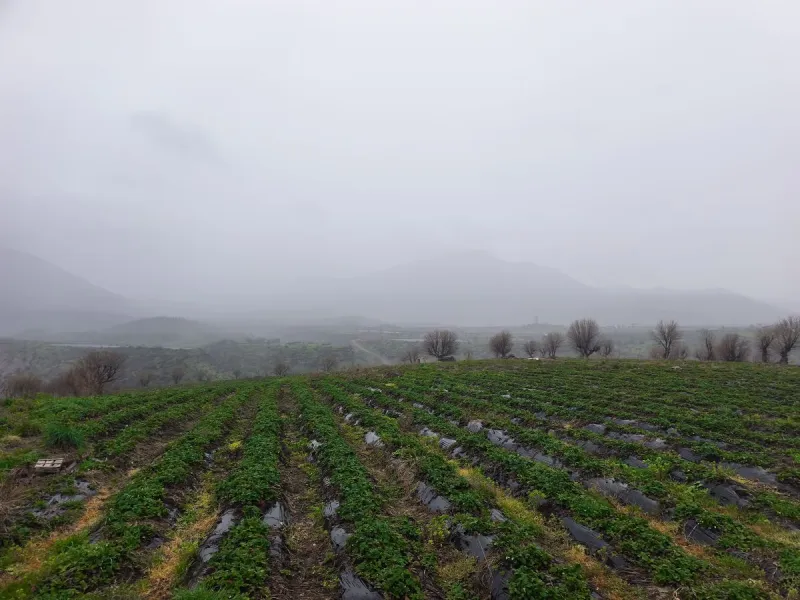 Sason’un Coğrafi İşaretli Çileğine Sağanak ve Dolu Darbesi: Hasat Takvimi Bir Ay Saptı