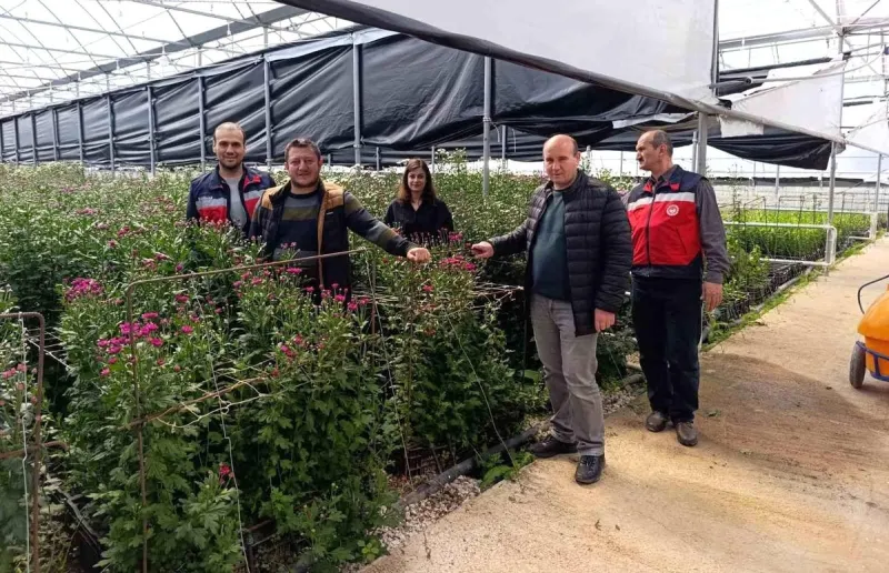 Simav'daki seralarda domatese alternatif kesme çiçek üretimi
