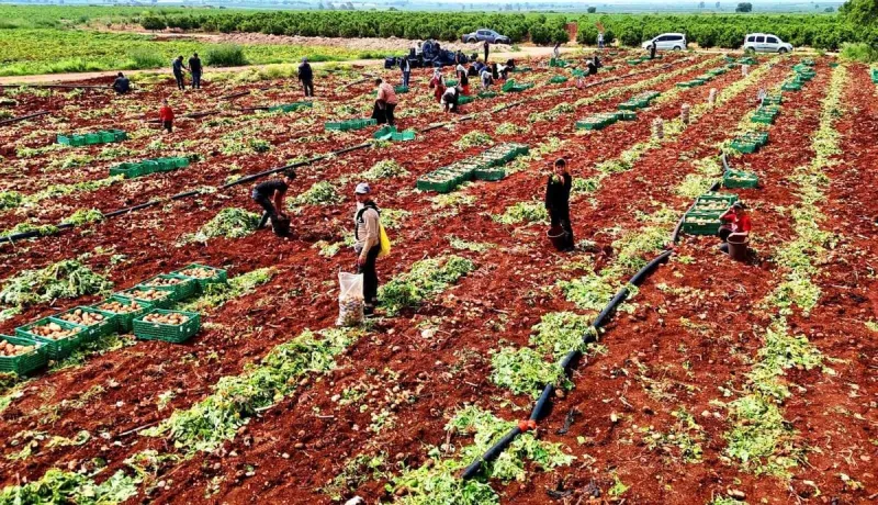 Turfanda patateste hasat başladı