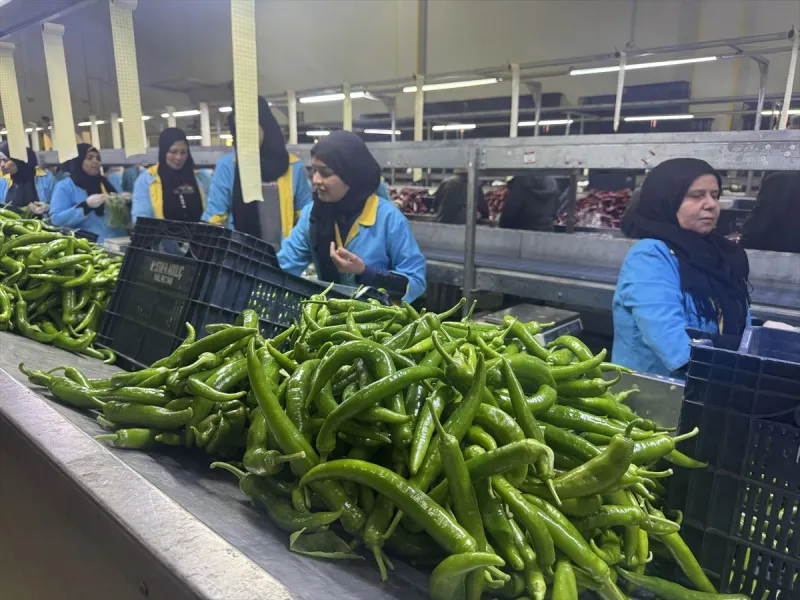 Türkiye'nin biber ihracatının yüzde 74'ü Batı Akdeniz'den
