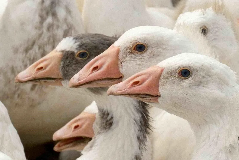 Yerli Anadolu Kazına Modern Dokunuş: Yozgat ve Bandırma'dan Milli Verim Seferberliği