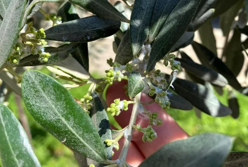 Zeytin Üreticilerini Pamuklu Bit Tehdidi Bekliyor