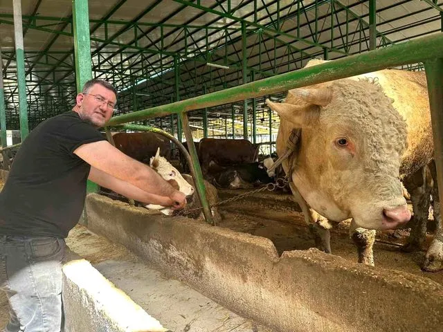 Nilüfer'de Kurbanlık Pazarı Hareketlendi: Tonluk Şampiyon Boğa 400 Bin Liraya Alıcı Buldu