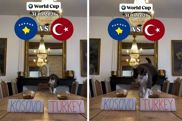 "Nimbus The King" isimli kedi Kosova - Türkiye maçının kazananını tahmin etti