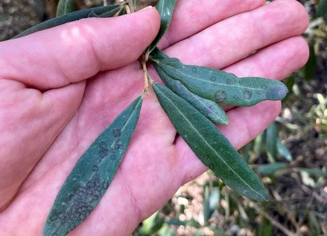 Salihli'de 'Halkalı leke' uyarısı