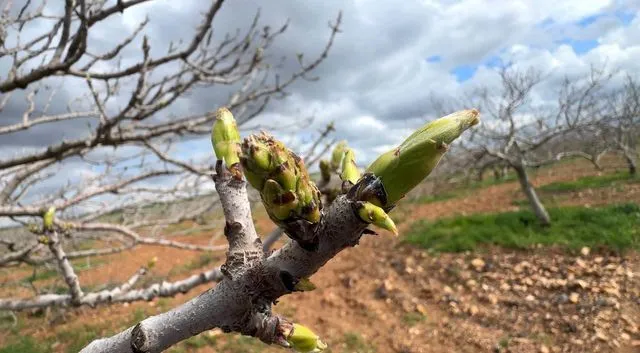 Şanlıurfa'da Antep Fıstığı Üreticilerine Kritik Uyarı: Karagöz Kurdu ve Kabuklu Bit Tehdidi Kapıda