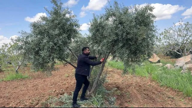 Şanlıurfa'da zeytin üreticilerine kritik uyarı
