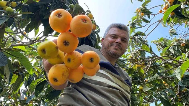 'Sarı altın' yenidünyada hasat başladı: İç pazara 50-100 TL'ye, dış pazara 4 dolara gönderiliyor
