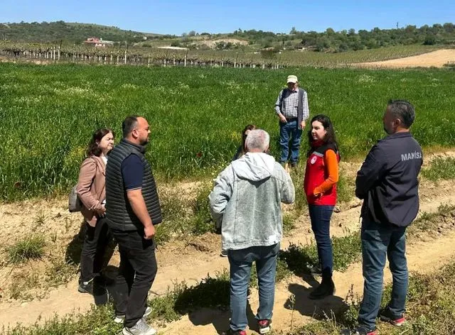 Sarıgöl'de incir hamlesi