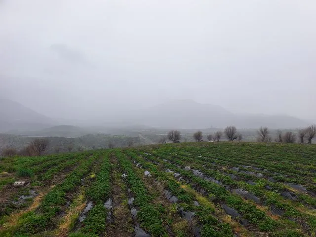 Sason’un Coğrafi İşaretli Çileğine Sağanak ve Dolu Darbesi: Hasat Takvimi Bir Ay Saptı
