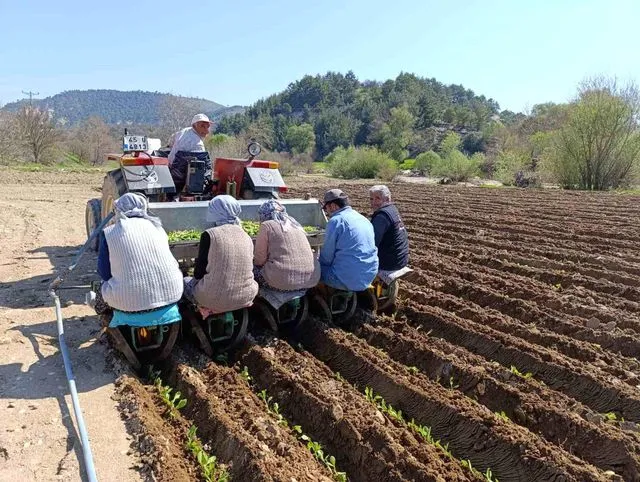 Selendi'de tarım işçisi yevmiyesi 1400 TL oldu