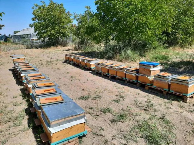 'Süper gıda' arı sütü Malatya'da mercek atında