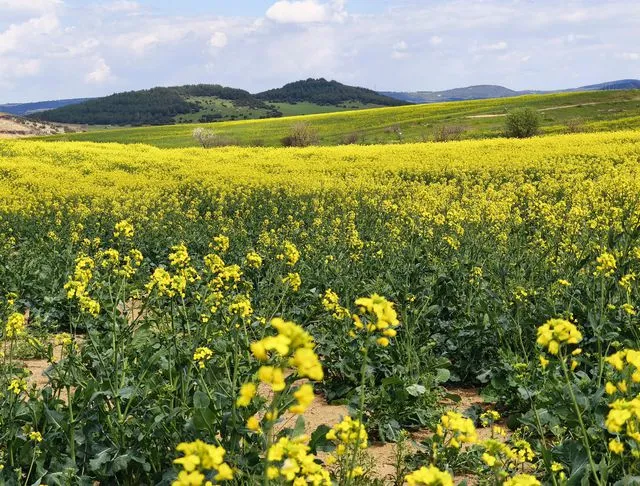 Trakya'da 'Sarı Gelinlik' Mevsimi: Kanola Üretiminde Bu Yıl Büyük Artış Bekleniyor