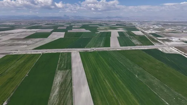 Türkiye'nin Tahıl Ambarında Bereket Yılı: Konya Ovası'nda Hububat Rekoltesinde Dev Artış Bekleniyor
