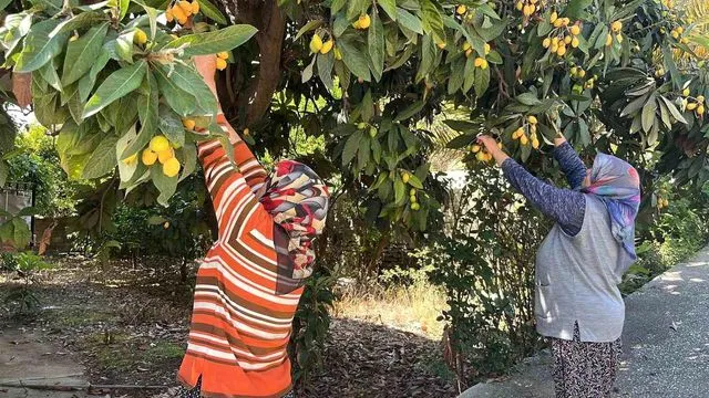 Ücretsiz Dağıtılan Meyveler Bahçeden Toplanıyor