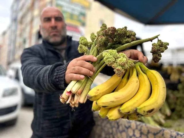 Yayla muzu uçkun tezgaha çıktı