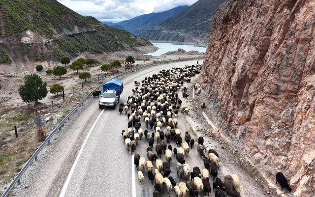 Yaylalara Yolculuk Başladı: Besiciler Zorlu Göç Yollarında