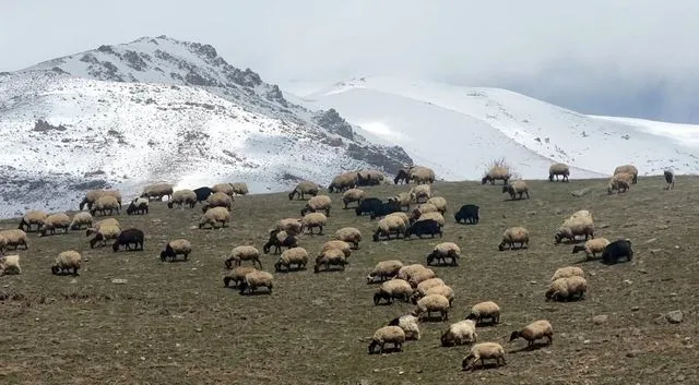 Yüksekova'da küçükbaş hayvanlar meraya çıktı